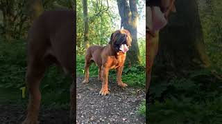 Introducing the Boerboel shortsfeed dogbreed [upl. by Nillek]