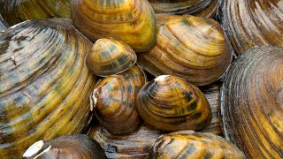 Understanding mussels and how they age [upl. by Nigle]