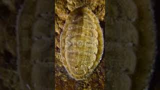 Chaetopleura Chiton belongs to Phylum Mollusca [upl. by Atived127]