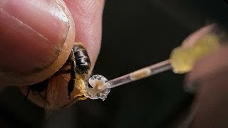 The delicate work of bee breeding [upl. by Lonna]