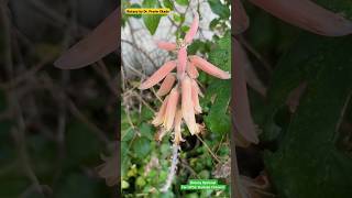 Inflorescence of Aloe vera  Botanical Plant Studies  Botany Optional for UPSC amp MPSC [upl. by Adaran]