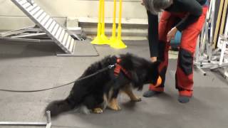 Molly på agility kurs finsk lapphund [upl. by Nyrat]