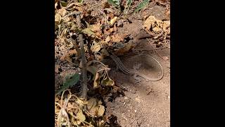 Arizona lizard digging for termites on our farm lizard reptile [upl. by Mariana745]