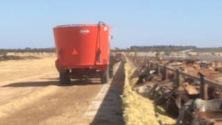 Cattle Feedlot  Nhill [upl. by Winnah972]