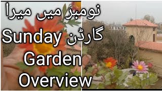 Sunday Garden Overview  Plants Update In November [upl. by Rosette]