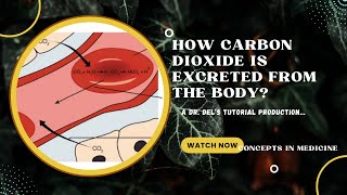 How Carbon Dioxide CO2 Is Excreted From The Body [upl. by Reinke208]