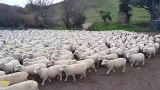 Final da estação de monta 2016  Fazenda Wairere  Nova Zelândia [upl. by Karsten]