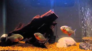 Piranhas feeding on goldfish [upl. by Ailegna]