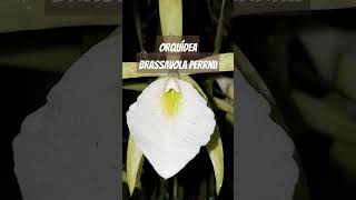 Brassavola perinii  Floração 2024  157 flores orquidário [upl. by Husein293]