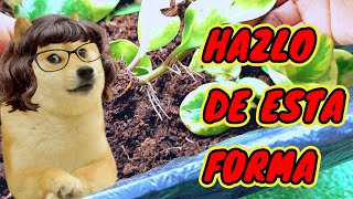 ⚠️Verdad o Mentira⚠️ Preproducción de Peperomia por hoja [upl. by Mongeau]