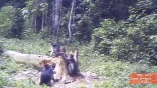 Rarest Cat on Planet Caught Attacking Monkeys on Camera [upl. by Kenwee]