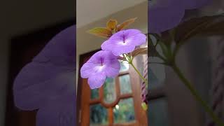 Achimenes flower plants garden flowers shortsvideo [upl. by Ardy]