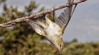 Why Millions of European Songbirds Never Return from their Wintering Grounds [upl. by Anem]