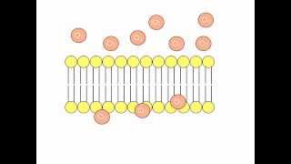 Simple Diffusion Animation [upl. by Amaleta]