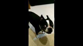 Funny Boston Terrier  What Are These Sounds and Noises [upl. by Amluz]