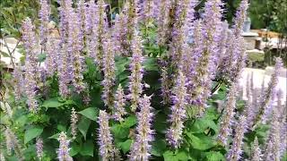 아니스히솝Anise Hyssop Agastache foeniculum [upl. by Uaerraj632]