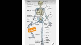 Bones name of human bones l skeleton system l humen bones l [upl. by Warrenne]