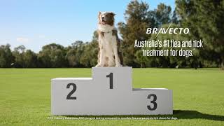 Bravecto Chew for Dogs TV Ad 30quot [upl. by Nayk147]