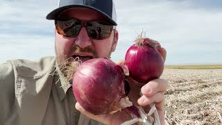 Agronomy in Action  Soil Fumigated PNW Onions [upl. by Akener845]