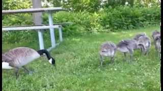 Hissing Canada Geese and Baby Canada Geese [upl. by Lucic]