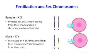 Homologous Chromosomes [upl. by Petras479]