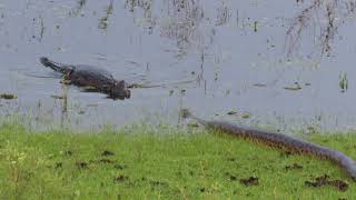 Anaconda meets Caiman Ibera [upl. by Herries189]