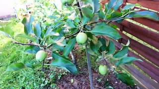 Pommier Couvrir un jeune pommier de fruits [upl. by Nomahs552]