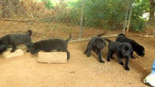 Shar Pei Lab Pups [upl. by Lokcin]