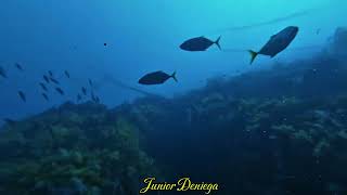 The Giant Trevallies Hunting The Banana Fusilier Fishes Pterocaesio PisangIn Moalboal Cebu🇵🇭 [upl. by Mistrot494]