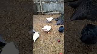 Our silkie rooster is crossing with our Cornish cross hens [upl. by Odama]