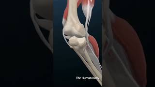 What Is Anterior Cruciate Ligament TearACL meded 3dmodel anatomy education 月経 [upl. by Sakram359]