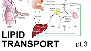 Lipid Transport Pt 3 [upl. by Agneta]