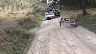 Intense fight between zebra and lioness [upl. by Kamilah468]