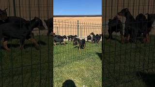 Doberman puppies 2 months old 🔥 doberman puppy dog video viral [upl. by Cid]