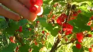 Harvesting and Freezing Black Red and Whitecurrants [upl. by Llehsim979]