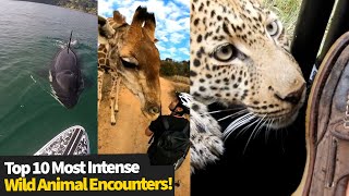 Top 10 Most Intense Wild Animal Encounters [upl. by Mable]