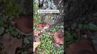 My beautiful shiitake logs shiitake mushroom shortfeed shortsviral youtubevideos shortsvideo [upl. by Nosahc965]