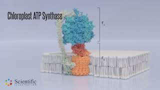 💡 Chloroplast ATP synthase  3D protein visualization [upl. by Tada]