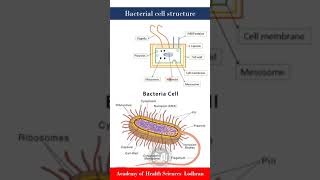 Bacterial cell structure  Microbiology  By Imran Yaseen [upl. by Nov140]