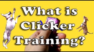 What is Clicker Training [upl. by Ynej744]