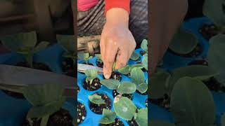 Seedling cultivation techniques for watermelons automachine automobile [upl. by Dolloff]