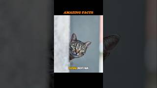 MindBlowing FactsYour Brain’s Power Cats Dreaming amp Morecat facts shortfacts viralshorts [upl. by Arihay]