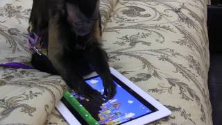 Monkey playing Angry Birds [upl. by Solnit]