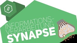 Synapse  Informationsverarbeitung [upl. by Oigaib]