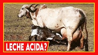 🔴 ACIDEZ DE LA LECHE ✅ COMO DISMINUIRLA Vacas Lecheras [upl. by Wilkens]