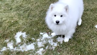 The Sad Behavior Of A Sled Dog That Was So Disappointed With Melted Snow [upl. by Cicenia675]