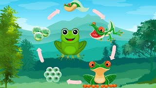 Hop Into Life  The Journey Of Frog 🐸 [upl. by Napier]