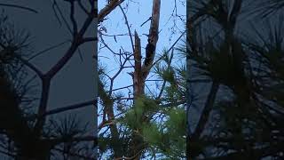 Pileated woodpecker chopping trees [upl. by Aman188]