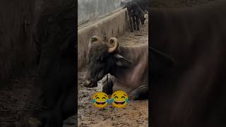 Digital Cow 🤣😅 fbreels reels viralreelsfb reelsfypシ funny virals shorts [upl. by Chloris]