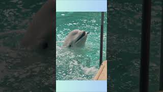 Beluga Whale  One Of The Most Friendly Sea Creatures [upl. by Suivatnad895]